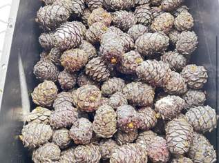 Zirbenzapfen 2026 Zirbenzapfen 2026