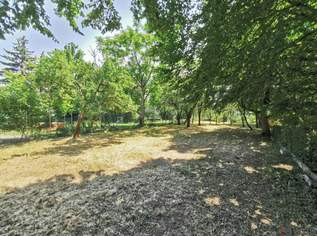 522m² Garten (kein Baugrund) mitten in Langenzersdorf, 264 €, Immobilien-Grund und Boden in 2103 Langenzersdorf
