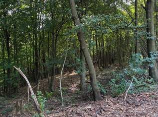 Wald am Stadtrand von Graz – 41.598 m² Natur als bleibender Wert, 103995 €, Immobilien-Gewerbeobjekte in 8052 Wald am Stadtrand von Graz – 41.598 m² Natur als bleibender Wert, 103995 €, Immobilien-Gewerbeobjekte in 8052