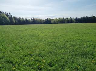 Landwirtschaftliches Grünland mit Waldfläche, 395000 €, Immobilien-Grund und Boden in 5162 Obertrum am See