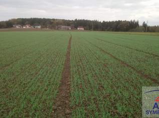 Leistbarer Acker mit ca. 8200 m² in St. Peter/Au - Amstetten, 0 €, Immobilien-Grund und Boden in 3352 Sankt Peter in der Au-Dorf