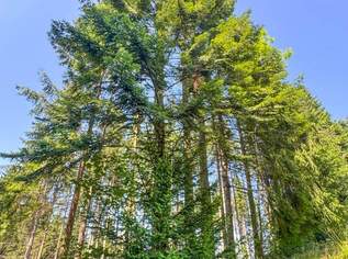 PERFEKTER HOBBY-WALD mit Arbeitshütte !, 130000 €, Immobilien-Gewerbeobjekte in 4656 Kirchham PERFEKTER HOBBY-WALD mit Arbeitshütte !, 130000 €, Immobilien-Gewerbeobjekte in 4656 Kirchham