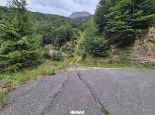 Mischwaldbestand am Kasberg mit strukturreichem Baumbestand, 350000 €, Immobilien-Gewerbeobjekte in 4645 Grünau im Almtal