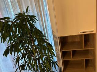 Vitrine Malmö, 125 €, Haus, Bau, Garten-Möbel & Sanitär in 2603 Felixdorf