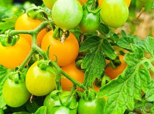 Tomate Aztek Tomatensamen - Balkontomate mit fruchtigem Geschmack, 1.8 €, Haus, Bau, Garten-Balkon & Garten in 7081 Gemeinde Schützen am Gebirge