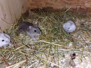 Meerschweinchen und Zwerghamster Meerschweinchen und Zwerghamster