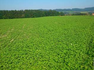 Schöne Ackerflächen in Orth an der Donau zu verkaufen!, 0 €, Immobilien-Gewerbeobjekte in 2304 Gemeinde Orth an der Donau