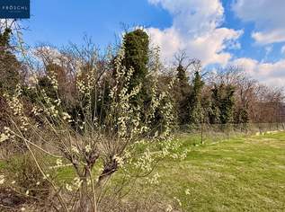 Baugrundstück in Altenburg – ruhige Wohnlage nahe Horn im Waldviertel, 86000 €, Immobilien-Grund und Boden in 3591 Altenburg