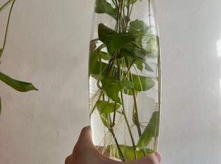 Süßkartoffel-Stecklinge für Aquarium – Natürlicher Nitrat- & Ammoniak-Killer, 15 €, Marktplatz-Tiere & Tierbedarf in 8605 Kapfenberg Süßkartoffel-Stecklinge für Aquarium – Natürlicher Nitrat- & Ammoniak-Killer, 15 €, Marktplatz-Tiere & Tierbedarf in 8605 Kapfenberg