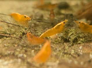 Zwerggarnelen Neocaridina, 2.5 €, Marktplatz-Tiere & Tierbedarf in 5020 Salzburg