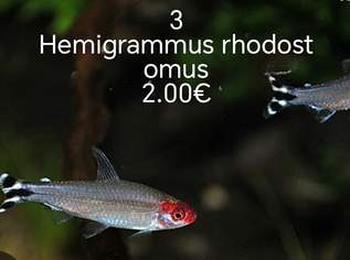 RYBKY NA ADRESU RAKUSKO, 1.5 €, Marktplatz-Antiquitäten, Sammlerobjekte & Kunst in Slowakei