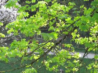 Bezaubernde Wohnung mit schöner Aussicht !! - Renoviert, sehr sonnig !, 229000 €, Immobilien-Wohnungen in Oberösterreich