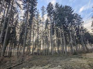 Eigener Wald als Realwert – gepflegter Forst mit sehr guter Zufahrt, 110000 €, Immobilien-Grund und Boden in 4840 Vöcklabruck Eigener Wald als Realwert – gepflegter Forst mit sehr guter Zufahrt, 110000 €, Immobilien-Grund und Boden in 4840 Vöcklabruck