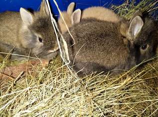 Junge Zwerghasen , 25 €, Marktplatz-Tiere & Tierbedarf in 2872 Mönichkirchen