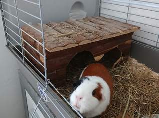 Meerschweinchen zu verschenken, 0 €, Marktplatz-Tiere & Tierbedarf in 8047 Graz