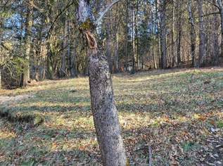 Baugrund mit geplanten Wohnprojekt im Nordwesten von Graz zu verkaufen