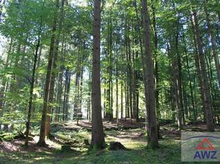 Schöner Mischwald ca. 2 ha!, 0 €, Immobilien-Grund und Boden in 4923 Bergham