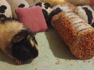 Cuy Wolly Riesenmeerschweinchen