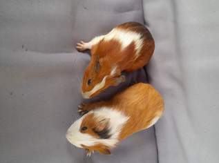 Meerschweinchen , 5 €, Marktplatz-Tiere & Tierbedarf in 3525 Gemeinde Sallingberg