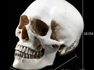 Dekoration / Totenkopf (Replik 1:0,9), 69 €, Haus, Bau, Garten-Geschirr & Deko in 1200 Brigittenau