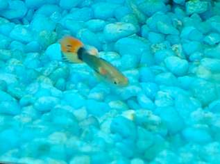 Guppy und Endlerjungfische abzugeben, 1 €, Marktplatz-Tiere & Tierbedarf in 1020 Leopoldstadt