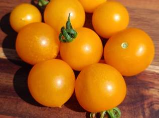 Tomate Aztek Tomatensamen - Balkontomate mit fruchtigem Geschmack