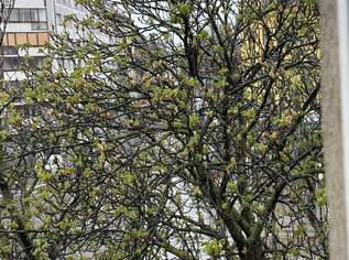 ERSTBEZUG 2 Zimmerwohnung, 902.21 €, Immobilien-Wohnungen in 1100 Favoriten