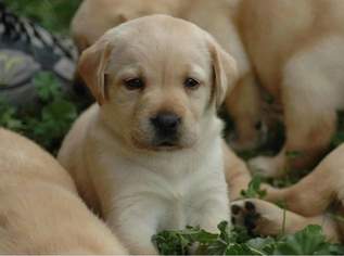  Labrador Retriever Welpen in verantwortungsvolle Hände abzugeben , 700 €, Marktplatz-Beauty, Gesundheit & Wellness in 4600 Schleißheim