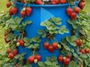 Kunstofffaß 200 Liter zur Pflanzung von Erdbeeren und Hauswurzen
