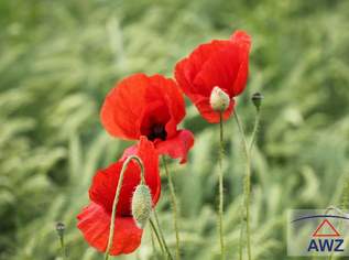 ALLEINLAGE - Bauernsacherl mit ca. 4,8 Hektar!, 0 €, Immobilien-Häuser in 5233 Aich