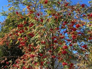 Vogelbeeren zum Selberpflücken, 0 €, Haus, Bau, Garten-Balkon & Garten in 3384 Groß Sierning