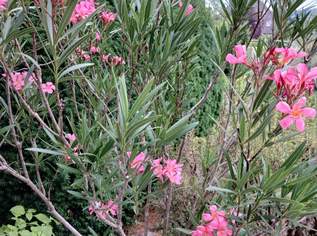 Oleander, 30 €, Haus, Bau, Garten-Balkon & Garten in 3500 Krems an der Donau