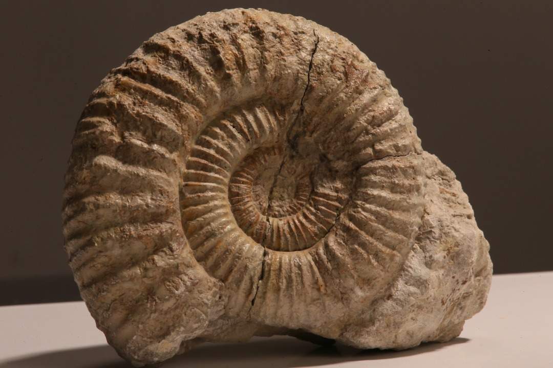 Fossilien / Versteinerung, Ammonit (C)