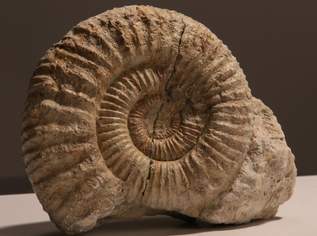 Fossilien / Versteinerung, Ammonit (C), 120 €, Marktplatz-Antiquitäten, Sammlerobjekte & Kunst in 1200 Brigittenau