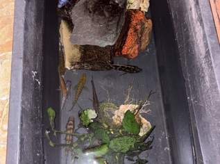 MalawieBarsch - ZU VERSCHENKEN 