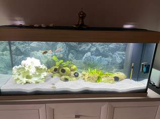 Juwel Rio 240l Aquarium zu verkaufen, 190 €, Marktplatz-Tiere & Tierbedarf in 2282 Gemeinde Großhofen Juwel Rio 240l Aquarium zu verkaufen, 190 €, Marktplatz-Tiere & Tierbedarf in 2282 Gemeinde Großhofen