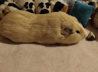Cuy - Riesenmeerschweinchen Cuy - Riesenmeerschweinchen