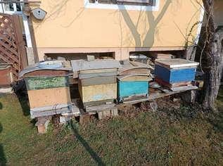 4 Bienenvölker mit Beuten Gesund Behandelt , 120 €, Marktplatz-Tiere & Tierbedarf in 8071 Hausmannstätten