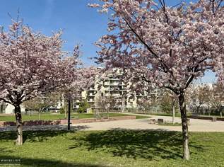 Zur Ruhe kommen, im Kirschblütenpark, 993.17 €, Immobilien-Wohnungen in 1220 Donaustadt