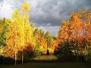 Traumhafte Waldrandlage auf zwei Bauparzellen - 2.922m² Grund, top saniertes Wochenendhaus und eigener Waldanteil!, 298000 €, Immobilien-Häuser in 2632 Grafenbach