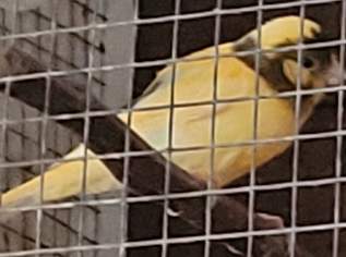 Verkaufe Kanarie von 2025, 30 €, Marktplatz-Tiere & Tierbedarf in 7000 Kleinhöflein