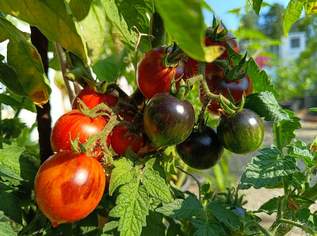 Tomate Dwarf Antho Striped Tomatensamen - Buschtomate mit wunderschönen Früchten, 1.8 €, Haus, Bau, Garten-Balkon & Garten in 7081 Gemeinde Schützen am Gebirge