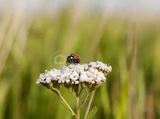"Ländliches Idyll in Katzelsdorf" großes BAUGRUNDSTÜCK 1070m², nähe Wr. Neustadt, 299900 €, Immobilien-Grund und Boden in 2801 Gemeinde Katzelsdorf