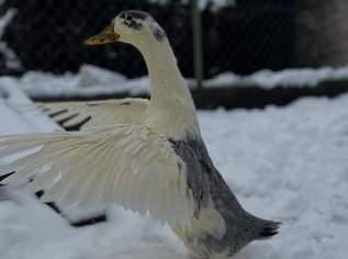 Laufenten, 25 €, Marktplatz-Tiere & Tierbedarf in 3130 Gemeinde Herzogenburg Laufenten, 25 €, Marktplatz-Tiere & Tierbedarf in 3130 Gemeinde Herzogenburg